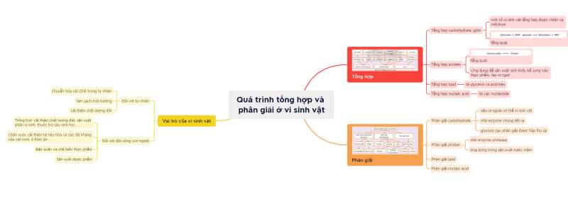 Lý thuyết Sinh học 10 Bài 24 (Chân trời sáng tạo): Quá trình tổng hợp và phân giải ở vi sinh vật (ảnh 10)