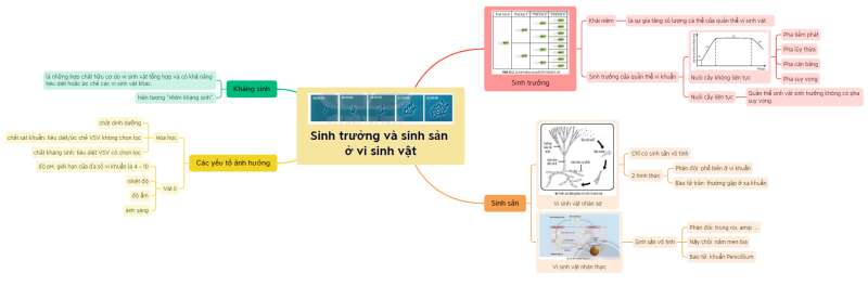 Lý thuyết Sinh học 10 Bài 18 (Cánh diều): Sinh trưởng và sinh sản ở vi sinh vật (ảnh 10)