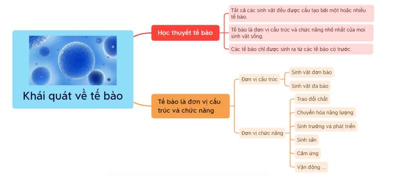 Lý thuyết Sinh học 10 Bài 4 (Cánh diều): Giới thiệu chung về tế bào (ảnh 8)