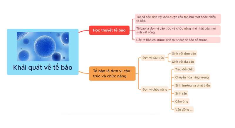 Lý thuyết Sinh học 10 Bài 4 (Chân trời sáng tạo): Khái quát về tế bào (ảnh 8)