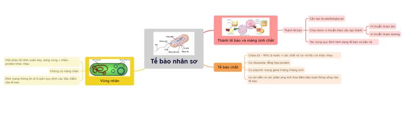 Lý thuyết Sinh học 10 Bài 8 (Chân trời sáng tạo): Tế bào nhân sơ (ảnh 9)