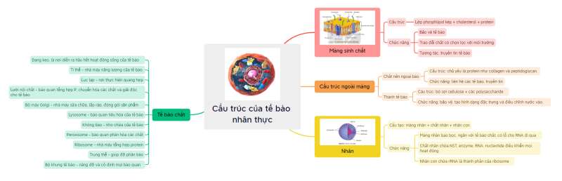 Lý thuyết Sinh học 10 Bài 8 (Cánh diều): Cấu trúc của tế bào nhân thực (ảnh 16)