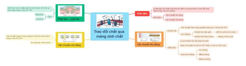 Lý thuyết Sinh học 10 Bài 10 (Kết nối tri thức): Trao đổi chất qua màng tế bào (ảnh 1)