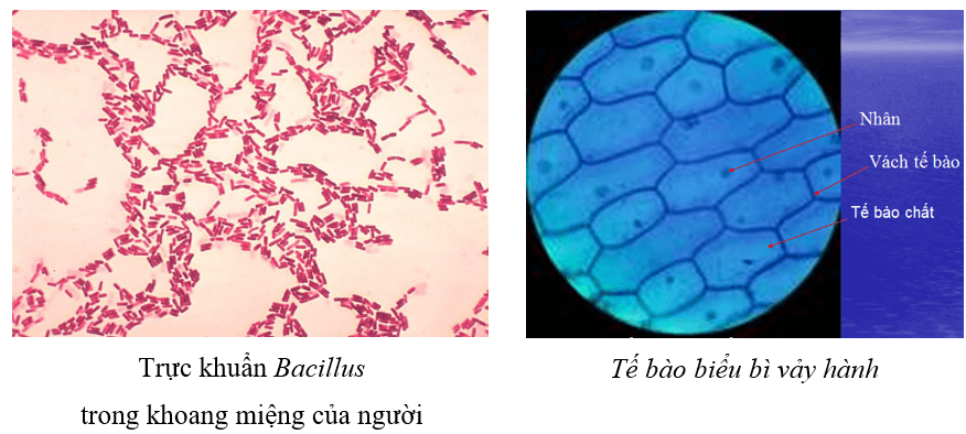 Sinh 10 Kết nối tri thức Bài 9: Thực hành quan sát tế bào | Giải Sinh học 10 (ảnh 1)