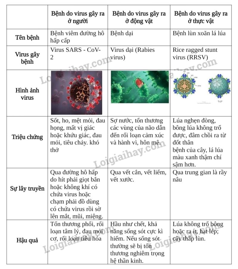 Sinh học 10 Bài 31: Virus gây bệnh | Giải Sinh 10 Chân trời sáng tạo (ảnh 9)