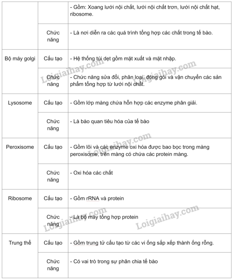 Sinh học 10 Bài 8: Cấu trúc của tế bào nhân thực | Giải Sinh 10 Cánh diều (ảnh 17)