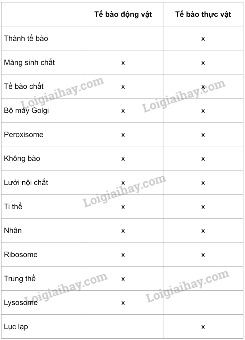 Sinh học 10 Bài 7: Tế bào nhân sơ và tế bào nhân thực | Giải Sinh 10 Cánh diều (ảnh 7)