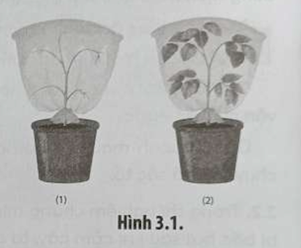 Một bạn học sinh tiến hành thí nghiệm như Hình 3.1, các chậu cây được đặt ngoài  (ảnh 1)