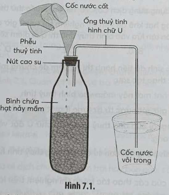 Cho hình sau mô tả một thí nghiệm về hô hấp ở thực vật. Quan sát hình và cho biết (ảnh 1)