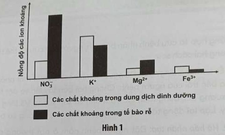 Sự hấp thu ion nào bị ảnh hưởng mạnh khi cường độ hô hấp ở rễ giảm (ảnh 1)