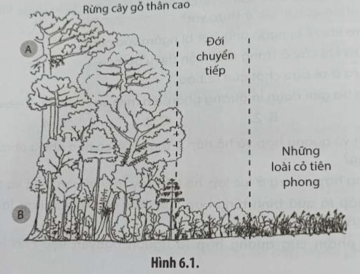 Một thực nghiệm được tiến hành tại một khu rừng để đo nồng độ CO2 ở hai vị trí  (ảnh 1)