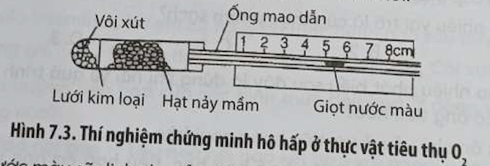 Giọt nước màu sẽ dịch chuyển về bên trái hay bên phải của ống mao dẫn (ảnh 1)