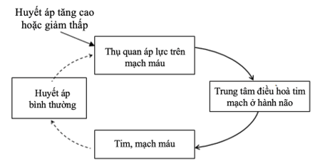 Cho các bộ phận tham gia vào cơ chế duy trì huyết áp ở người