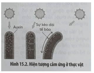 Quan sát Hình 15.2 và trả lời các câu hỏi trang 51 sách bài tập Sinh học 11