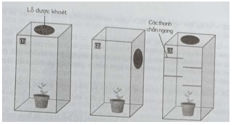 Hãy thiết kế ba công thức thí nghiệm để chứng minh tính hướng sáng ở thực vật