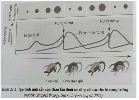 Đọc đoạn thông tin sau và trả lời câu hỏi trang 79 sách bài tập Sinh học 11