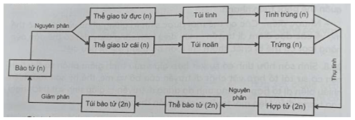 Hãy vẽ sơ đồ mô tả vòng đời của rêu. Trong đó, xác định giai đoạn sinh sản vô tính và giai đoạn sinh sản hữu tính