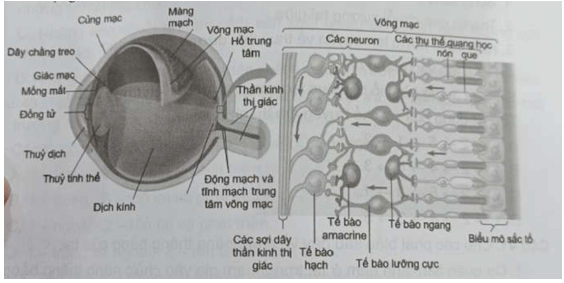 Ở võng mạc ánh sáng qua các lớp neuron nào trước khi tới các thụ thể quang học