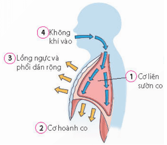 Quá trình thông khí ở người diễn ra các hoạt động sau trang 33 sách bài tập Sinh học 11