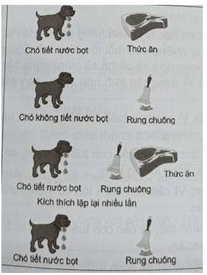 Thí nghiệm kinh điển của I. Pavlov được mô tả như hình trang 79 SBT Sinh học 11