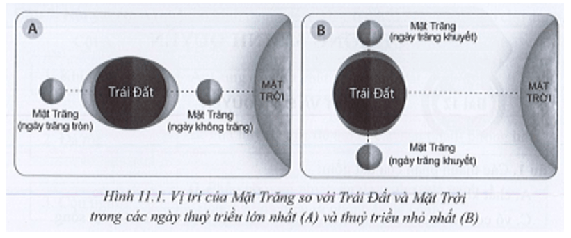 Quan sát hình 11.1, hãy: Nhận xét vị trí của Trái Đất, Mặt Trăng và Mặt Trời