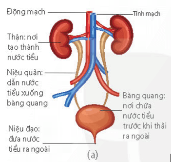 Ý nào dưới đây thể hiện đúng các cơ quan trong hệ tiết niệu và chức năng của chúng