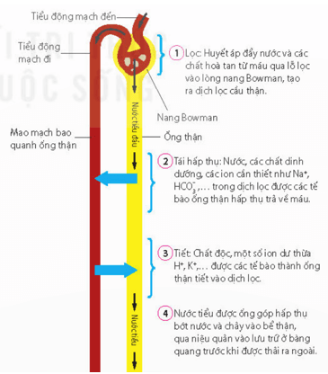 Giai đoạn nào sau đây không thuộc về quá trình tạo nước tiểu