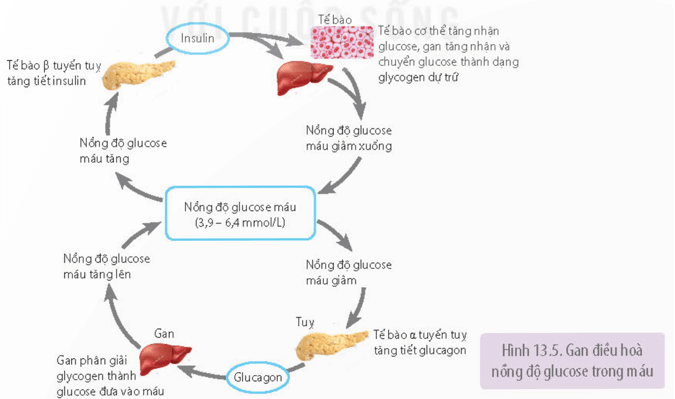 Cơ quan nào sau đây giữ chức năng điều hoà nồng độ glucose trong huyết tương