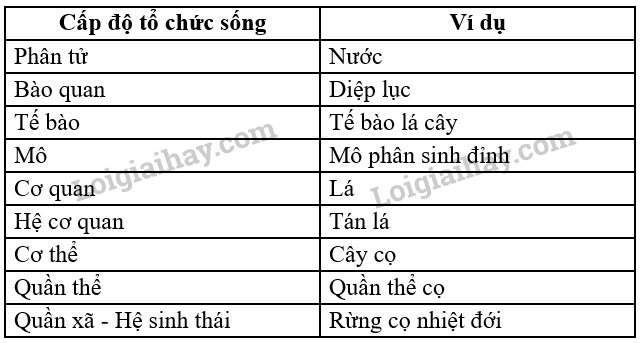 Sinh học 10 Bài 3: Giới thiệu chung về các cấp tổ chức của thế giới sống | Giải Sinh 10 Cánh diều (ảnh 6)