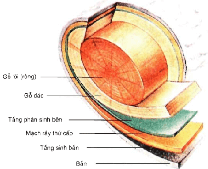 [Năm 2022] Đề thi Giữa kì 2 Sinh học lớp 11 có đáp án (6 đề)