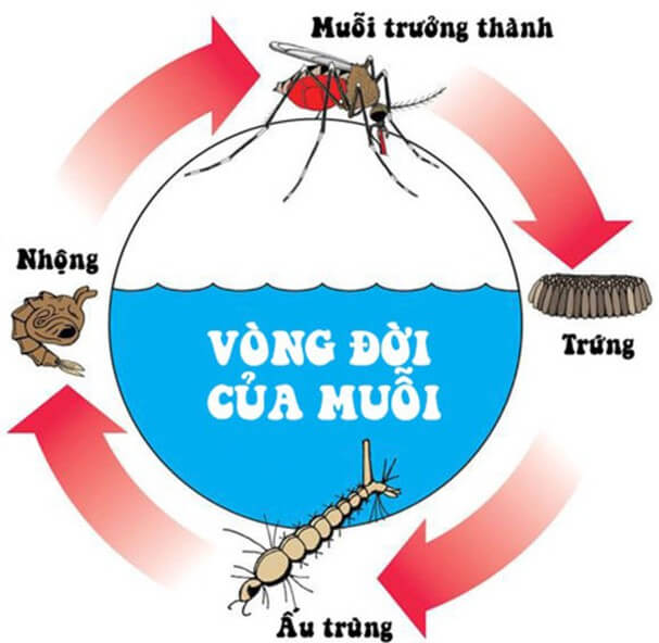 Bộ 10 Đề thi Sinh học lớp 11 Giữa kì 2 năm 2022 tải nhiều nhất