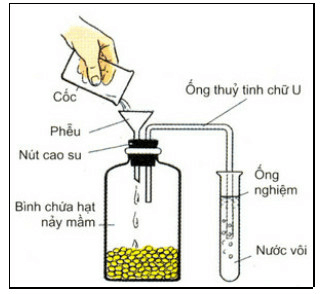 [Năm 2021] Đề thi Học kì 1 Sinh học lớp 11 có đáp án (6 đề)