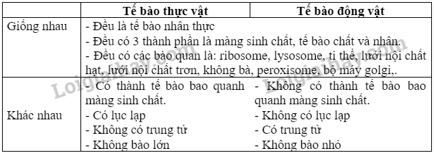 Sinh học 10 Bài 9: Tế bào nhân thực | Giải Sinh 10 Chân trời sáng tạo (ảnh 3)