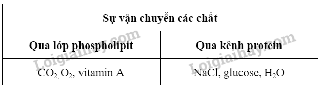 Sinh học 10 Bài 11: Vận chuyển các chất qua màng sinh chất | Giải Sinh 10 Chân trời sáng tạo (ảnh 6)