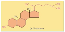 Sách bài tập Sinh học 10 Chủ đề 5: Cấu trúc của tế bào - Cánh diều (ảnh 1)