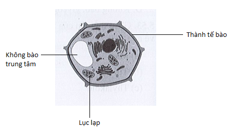 Sách bài tập Sinh học 10 Chủ đề 5: Cấu trúc của tế bào - Cánh diều (ảnh 1)