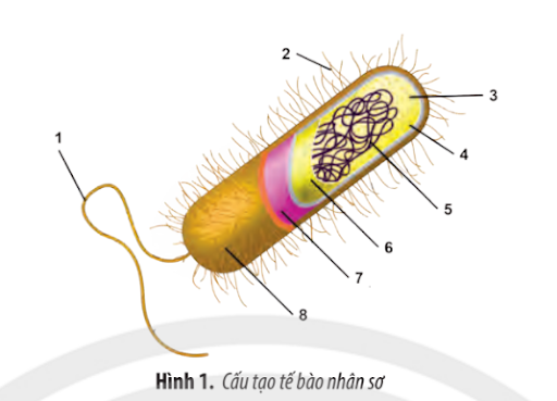 Sinh học 10 Ôn tập chương 2 | Giải Sinh 10 Chân trời sáng tạo (ảnh 2)