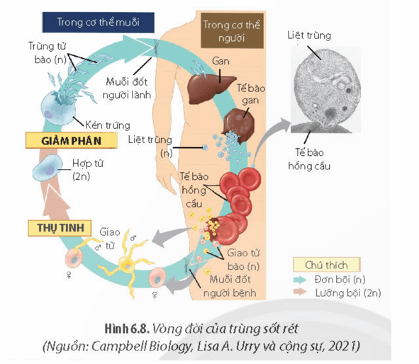 Quan sát Hình 6.8 hãy cho biết trùng sốt rét gây bệnh như thế nào