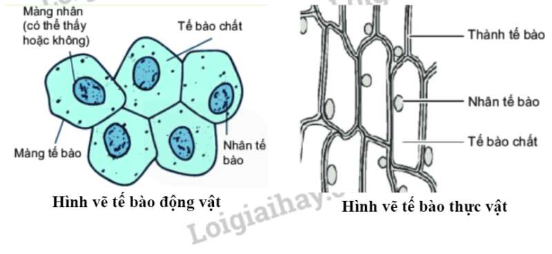 Sinh học 10 Bài 10: Thực hành: Quan sát tế bào | Giải Sinh 10 Chân trời sáng tạo (ảnh 5)