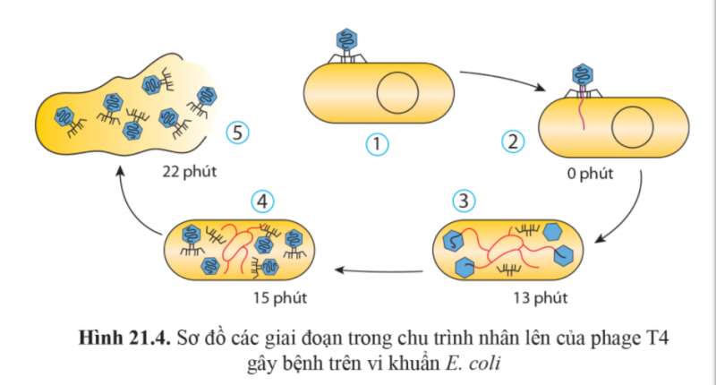 Sinh học 10 Bài 21: Khái niệm, cấu tạo và chu trình nhân lên củ virus | Giải Sinh 10 Cánh diều (ảnh 8)