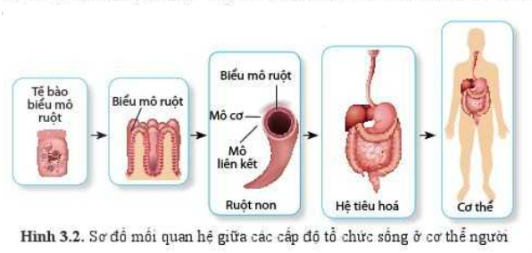 Sinh học 10 Bài 3: Giới thiệu chung về các cấp tổ chức của thế giới sống | Giải Sinh 10 Cánh diều (ảnh 7)