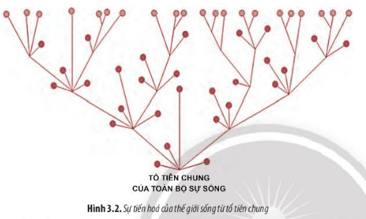 Sinh học 10 Bài 3: Các cấp độ tổ chức của thế giới sống | Giải Sinh 10 Chân trời sáng tạo (ảnh 2)