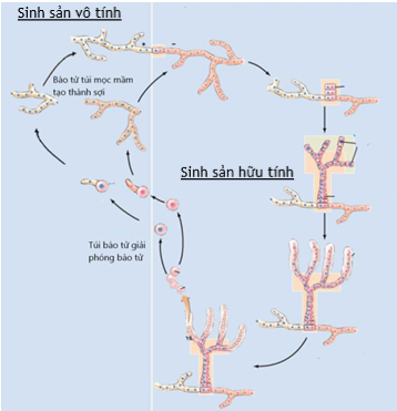 Sinh học 10 Bài 18: Sinh trưởng và sinh sản ở vi sinh vật | Giải Sinh 10 Cánh diều (ảnh 7)