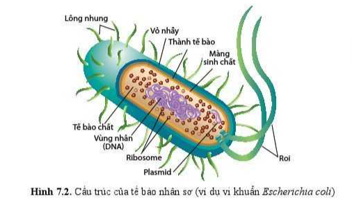 Sinh học 10 Bài 7: Tế bào nhân sơ và tế bào nhân thực | Giải Sinh 10 Cánh diều (ảnh 2)