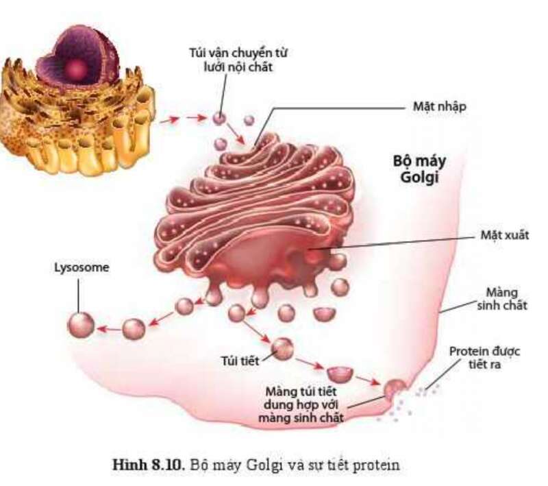 Sinh học 10 Bài 8: Cấu trúc của tế bào nhân thực | Giải Sinh 10 Cánh diều (ảnh 9)