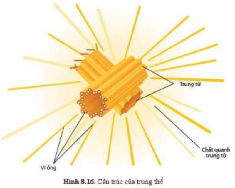 Sinh học 10 Bài 8: Cấu trúc của tế bào nhân thực | Giải Sinh 10 Cánh diều (ảnh 12)