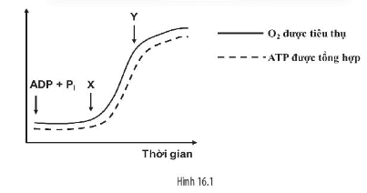 Sách bài tập Sinh học 10 Bài 16 (Chân trời sáng tạo): Phân giải các chất và giải phóng năng lượng (ảnh 2)