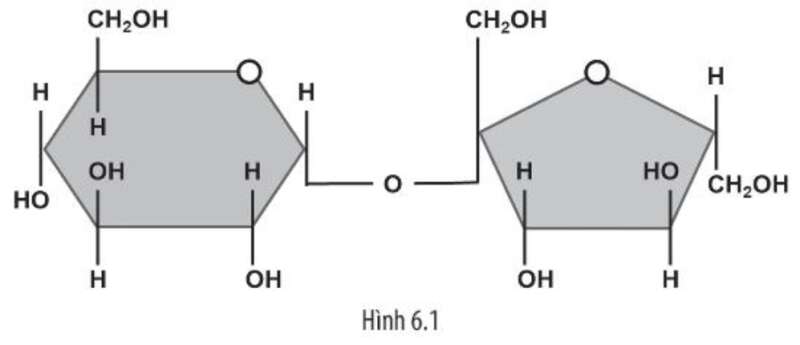 Sách bài tập Sinh học 10 Bài 6 (Chân trời sáng tạo): Các phân tử sinh học trong tế bào (ảnh 3)