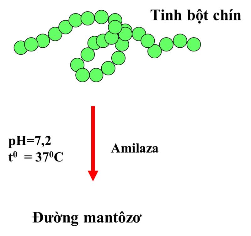 Sinh học 10 Bài 6: Các phân tử sinh học | Giải Sinh 10 Cánh diều (ảnh 5)