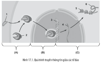 Sách bài tập Sinh học 10 Bài 17 (Chân trời sáng tạo): Thông tin giữa các tế bào (ảnh 2)